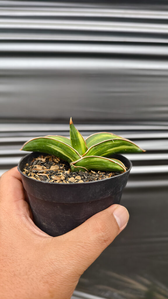 kaktus.id