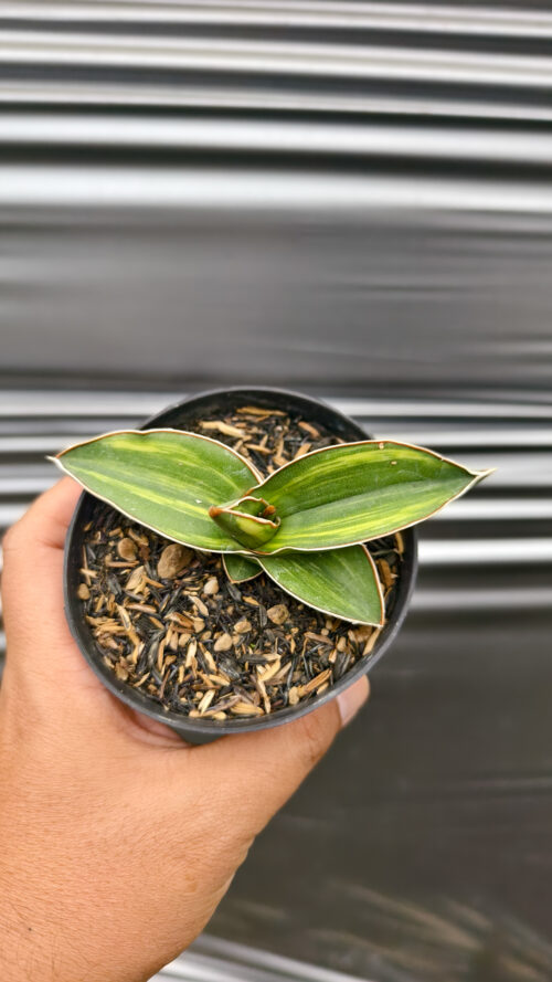 Sansevieria Samurai Dwarf Variegated, real gallery image #1 plants. Picture taken directly from kaktus.id community Sansevieria farmer green houses.