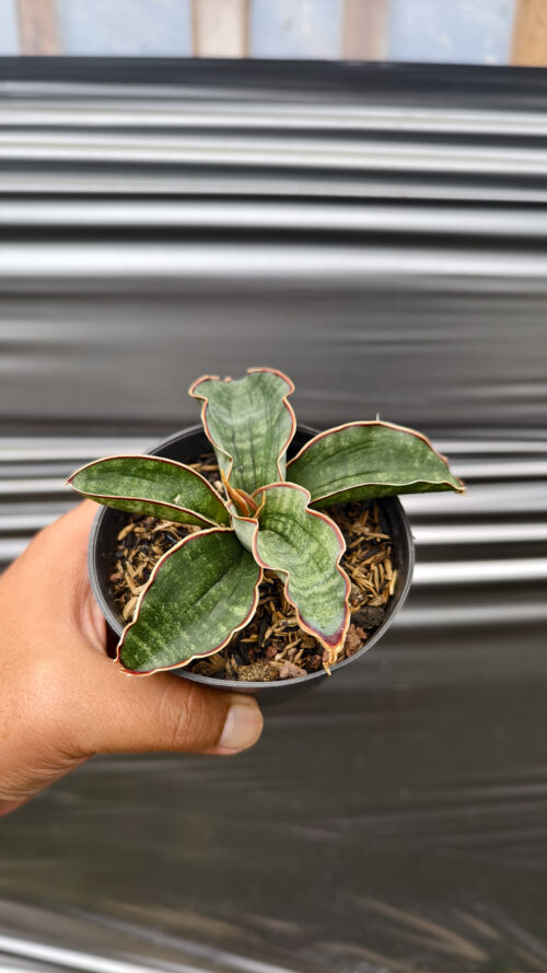 Sansevieria Watermark, real gallery image #7 plants. Picture taken directly from kaktus.id community Sansevieria farmer green houses.