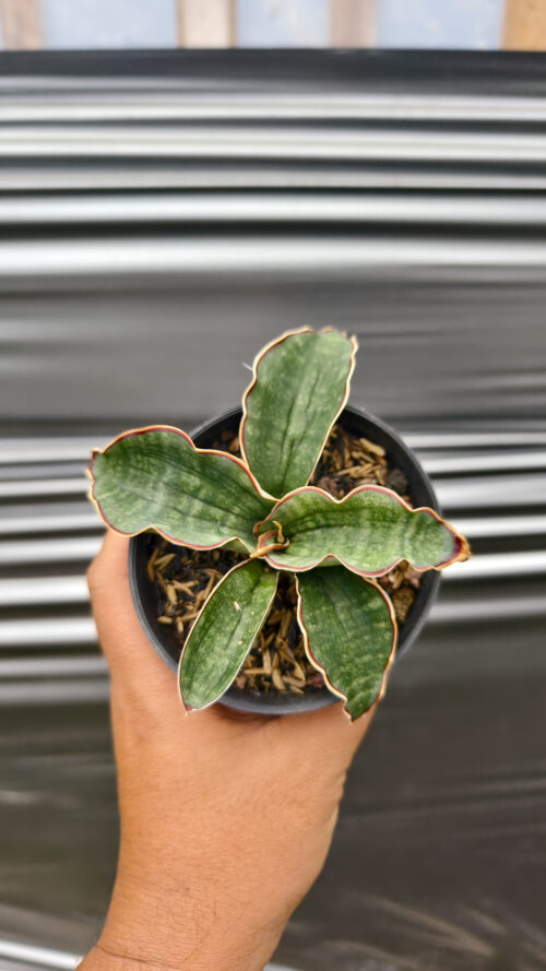 Sansevieria Watermark, real gallery image #5 plants. Picture taken directly from kaktus.id community Sansevieria farmer green houses.