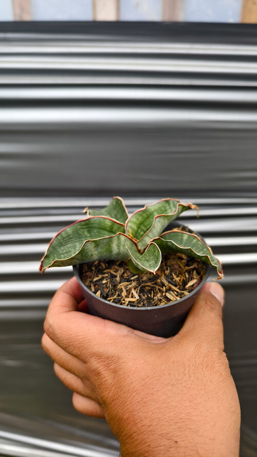 Sansevieria Watermark, real gallery image #6 plants. Picture taken directly from kaktus.id community Sansevieria farmer green houses.