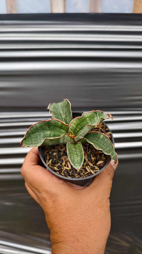 Sansevieria Watermark, real gallery image #4 plants. Picture taken directly from kaktus.id community Sansevieria farmer green houses.