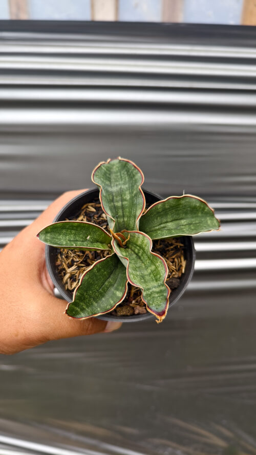 Sansevieria Watermark, real gallery image #2 plants. Picture taken directly from kaktus.id community Sansevieria farmer green houses.