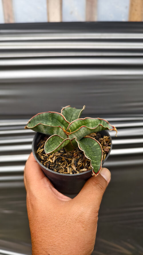 Sansevieria Watermark, real gallery image #3 plants. Picture taken directly from kaktus.id community Sansevieria farmer green houses.