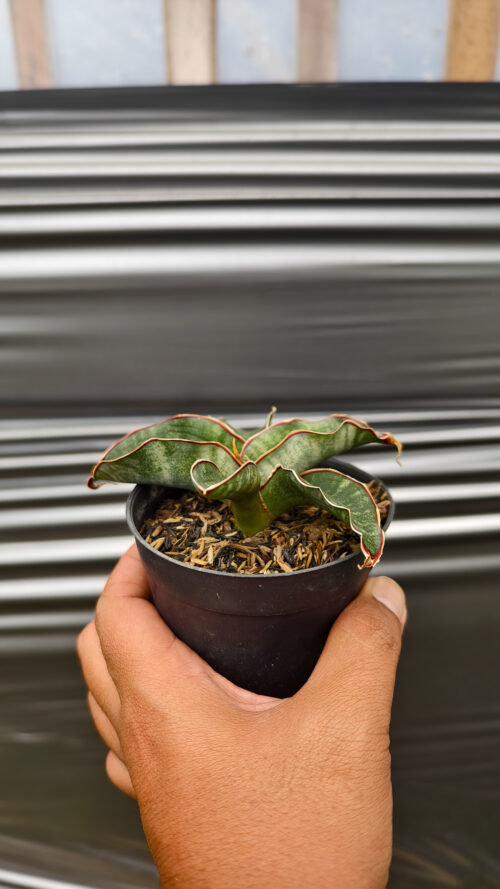 Sansevieria Watermark, real gallery image #1 plants. Picture taken directly from kaktus.id community Sansevieria farmer green houses.