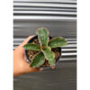 Sansevieria Watermark, real feature image plant. Picture taken directly from kaktus.id community Sansevieria farmer green houses.