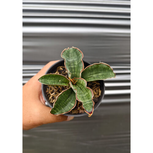 Sansevieria Watermark, real feature image plant. Picture taken directly from kaktus.id community Sansevieria farmer green houses.