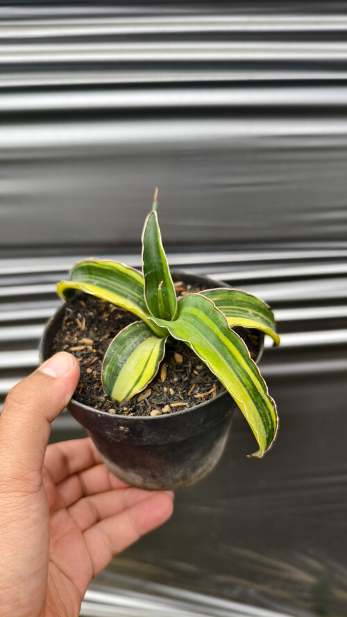 Sansevieria Pinguicula Tom Grumbley Variegated, real gallery image #6 plants. Picture taken directly from kaktus.id community Sansevieria farmer green houses.