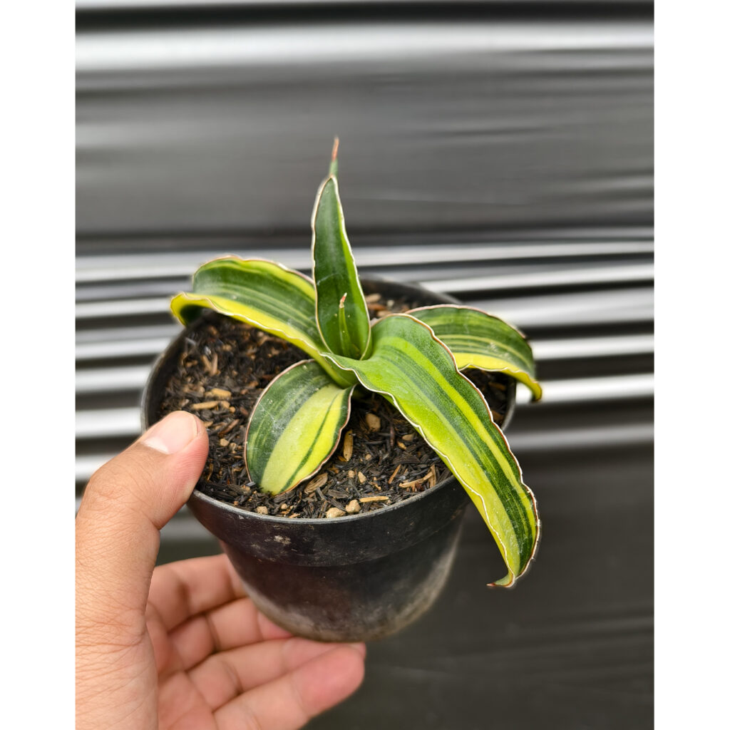 kaktus.id