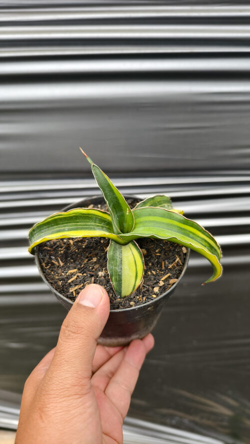 Sansevieria Pinguicula Tom Grumbley Variegated, real gallery image #7 plants. Picture taken directly from kaktus.id community Sansevieria farmer green houses.