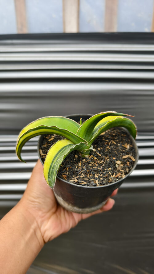 Sansevieria Pinguicula Tom Grumbley Variegated, real gallery image #3 plants. Picture taken directly from kaktus.id community Sansevieria farmer green houses.