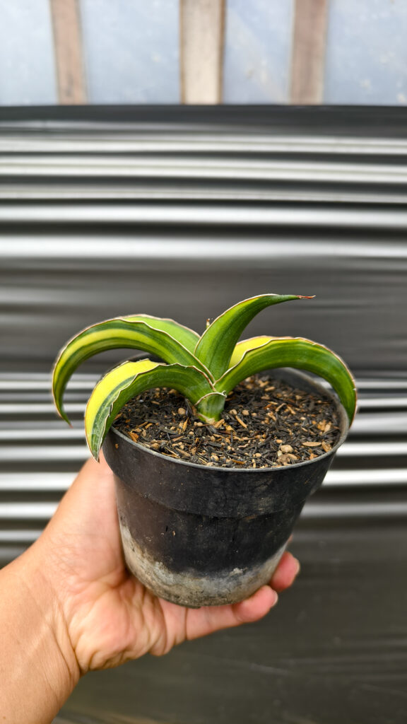 kaktus.id