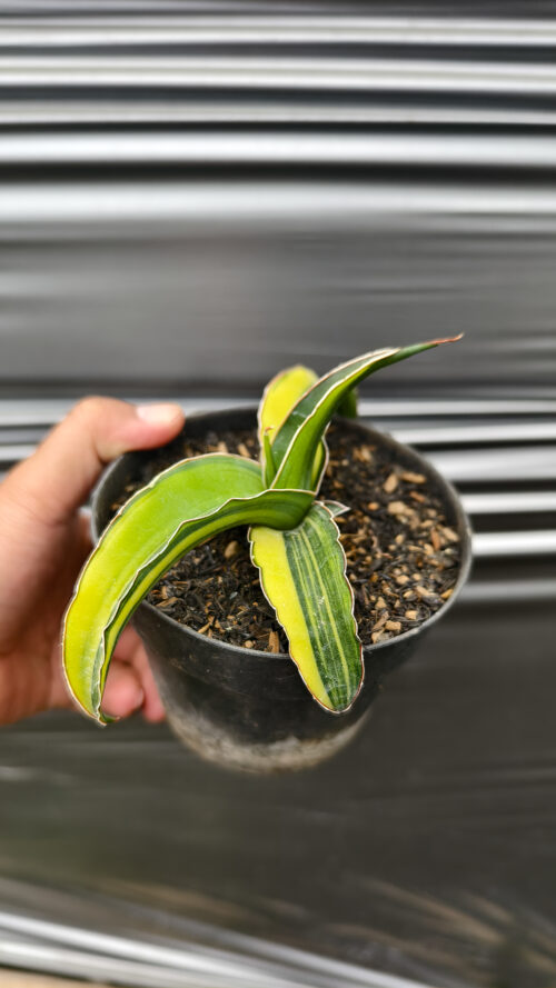 Sansevieria Pinguicula Tom Grumbley Variegated, real gallery image #5 plants. Picture taken directly from kaktus.id community Sansevieria farmer green houses.