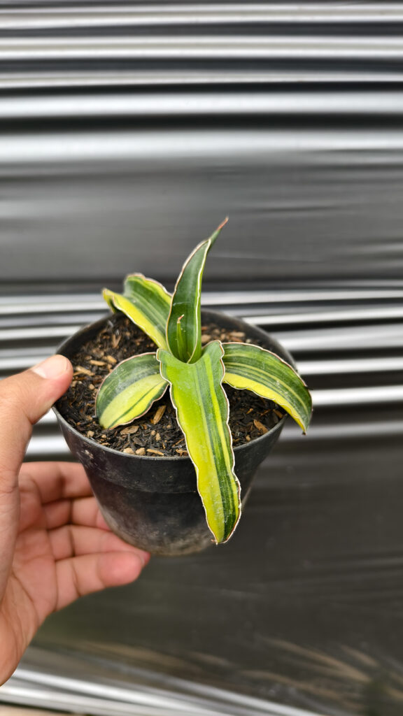 kaktus.id