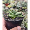 Sansevieria Boncel New Clone, real feature image plant. Picture taken directly from kaktus.id community Sansevieria farmer green houses.