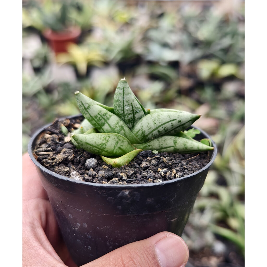 kaktus.id