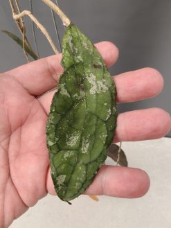 Hoya Clemensorium, real gallery image #12.