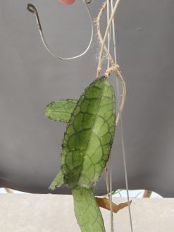 Hoya Clemensorium, real gallery image #3.