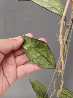 Hoya Clemensorium, real gallery image #5.