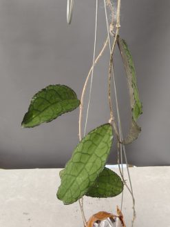 Hoya Clemensorium, real gallery image #2.