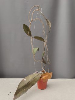 Hoya Clemensorium, real gallery image #10.