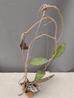 Hoya Clemensorium, real gallery image #14.