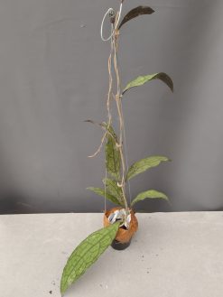 Hoya Clemensorium, real gallery image #7.