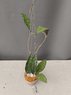 Hoya Clemensorium, real gallery image #9.