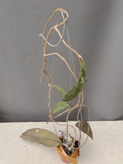 Hoya Clemensorium, real gallery image #13.