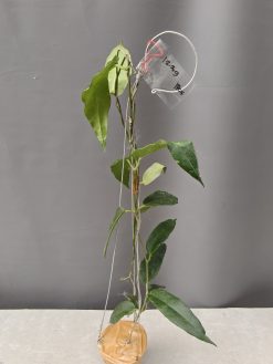 Hoya CV. Kaimuki