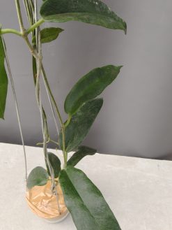 Hoya CV. Kaimuki