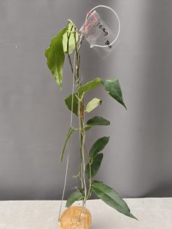 Hoya CV. Kaimuki