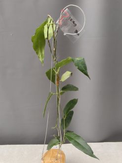 Hoya CV. Kaimuki