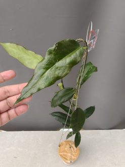 Hoya CV. Kaimuki