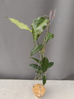 Hoya CV. Kaimuki
