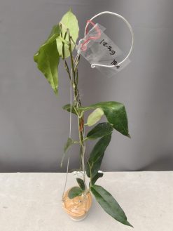 Hoya CV. Kaimuki
