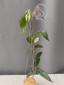 Hoya CV. Kaimuki