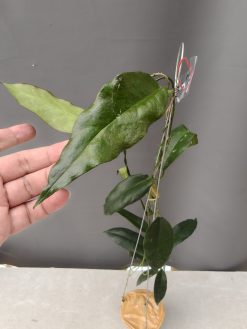 Hoya CV. Kaimuki