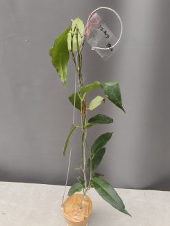 Hoya CV. Kaimuki