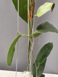 Hoya CV. Kaimuki