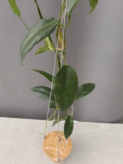 Hoya CV. Kaimuki