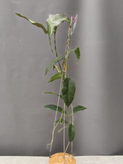 Hoya CV. Kaimuki