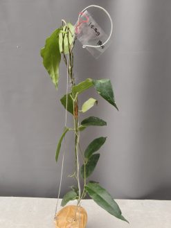 Hoya CV. Kaimuki