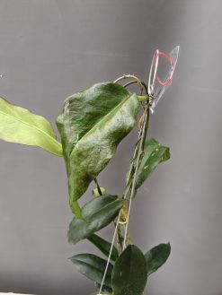 Hoya CV. Kaimuki