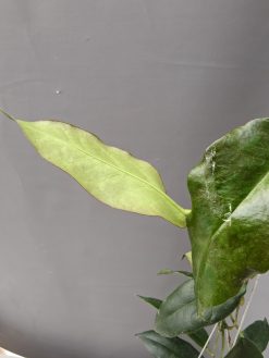 Hoya CV. Kaimuki