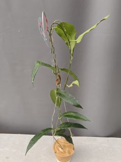 Hoya CV. Kaimuki