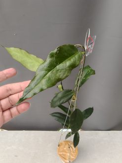 Hoya CV. Kaimuki
