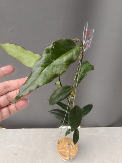 Hoya CV. Kaimuki