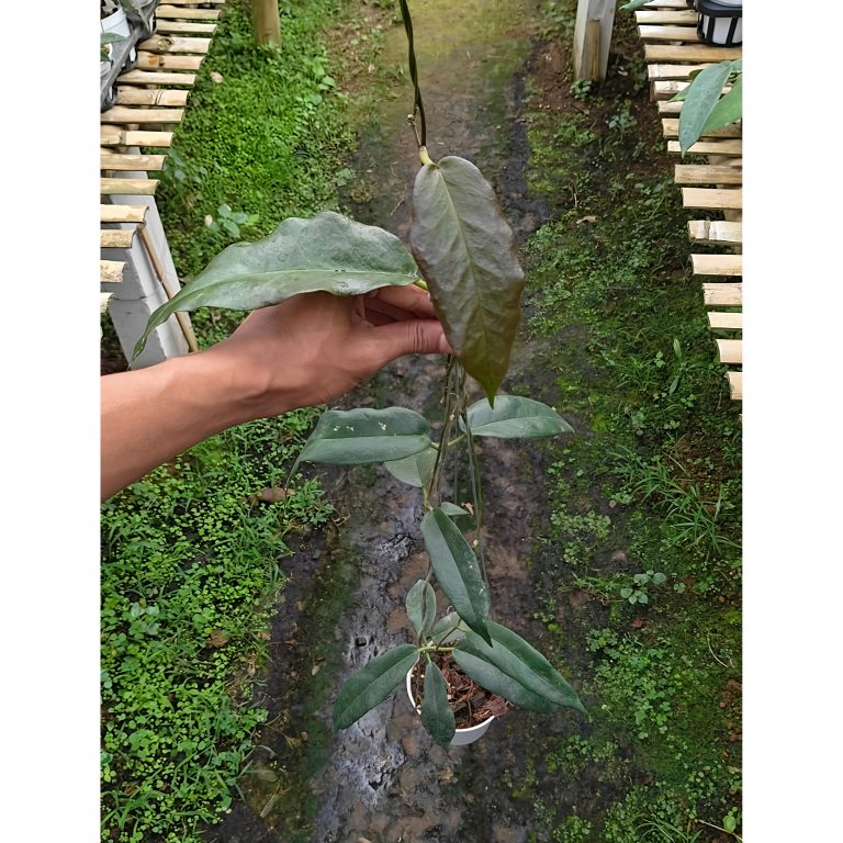 1239. Hoya CV. Kaimuki