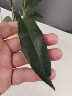 Hoya CV. Kaimuki